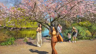 London Spring Walk - St James’s Park with Cherry Blossoms to Sloane Square