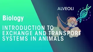 Exchange and transport systems in animals | Physiology | Biology | FuseSchool