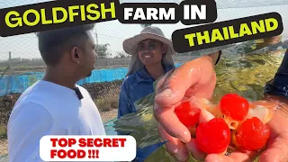 Goldfish Farming in Thailand, Secret food Revealed !!!