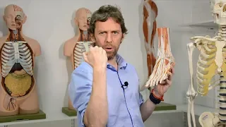 Dorsal foot muscles