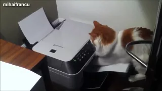 Funny video   Cats can work with printer!    Смешное видео   Коты умеют работать с принтером!