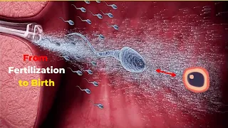 From Fertilization to Birth | How Pregnancy Happens