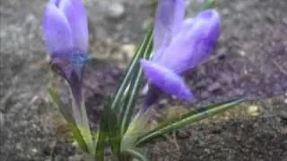 Хороши весной в саду цветочки- Георгий Абрамов