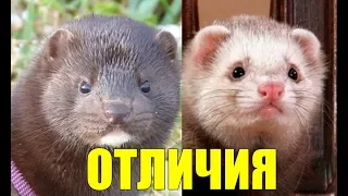 ХОРЁК и НОРКА: Отличия