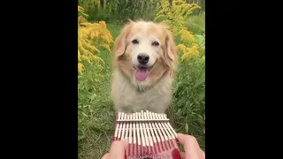 Here comes the sun kalimba dog 1 hour