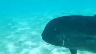 Giant trevally in Cook Islands