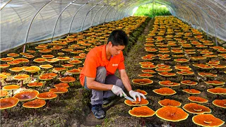 Reishi Mushroom Growing Process | How Red Reishi Mushrooms Are Grown | Amazing Reishi Mushroom Farm