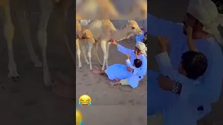 camel kidding with Arabic owner #camel #shorts #animals