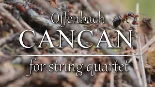 Offenbach - Cancan for string quartet.