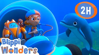 Blippi Learns About Dolphins | Blippi Wonders | Preschool Learning | Moonbug Tiny TV