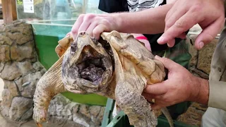 Dream Snapping Turtle Encounter
