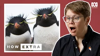 Do Penguins Really Mate For Life? | REACTION | How Extra: Love Edition | ABC Science