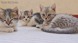 Three cats about to enter the state of sleep, ready to start dreaming in the next second.