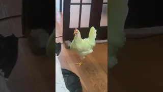 Greenie my pet chicken yelling at me for leaving