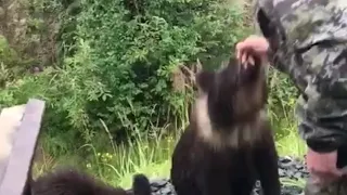 Медвежонок схватил за руку и поволок мужика в лес