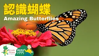 Butterflies in Chinese 神奇的蝴蝶 | Animal Vocabulary | Learn Chinese for Kids, Toddlers & Preschoolers