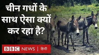 Donkeys in China: हर साल क्यों मार दिए जाते हैं लाखों गधे? (BBC Hindi)