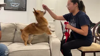 Stopping Ghost From Biting When His Harness Is Put On