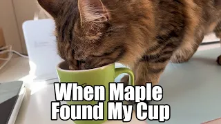 When Maple found my cup