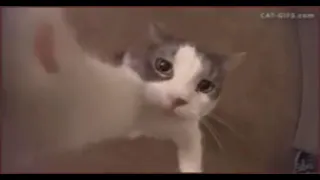 cat meme