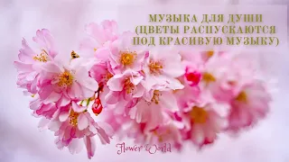 Музыка для души (Цветы распускаются под красивую музыку). Music for the soul