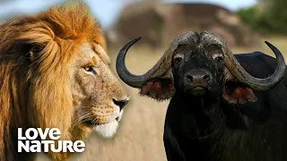 Pride of Lions v.s. Massive Buffalo | Love Nature