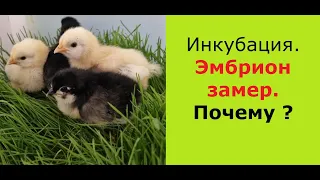 Инкубация. Эмбрион замер. Причина. Вывод цыплят.Incubation. Embryo frozen. Cause. Hatching chickens.