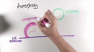 “ER-associated autophagy”: a new pathway to degrade misfolded proteins