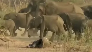 400 Elephant's Death in Botswana