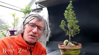 Pruning My Alberta Spruce, The Bonsai Zone, April 2024