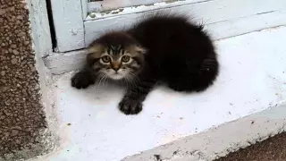 Very angry kitten Очень злой котенок