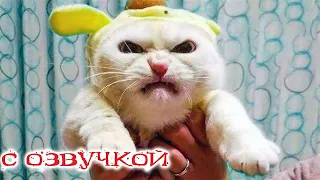 ПРИКОЛЫ С КОТАМИ! СМЕШНЫЕ КОТЫ с озвучкой! Смешные ЖИВОТНЫЕ ДО СЛЁЗ!