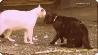 fighting cat лучшие бои котов