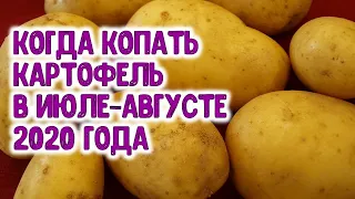 Когда копать картофель в июле-августе 2020 года? Агрогороскоп на август 2020 года