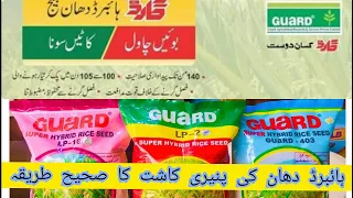 ہائبرڈ دھان کی پنیری | Hybrid Rice Nursery | Rice Nursery With Yasir Khan |