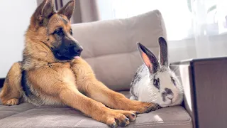 German Shepherd Confused by a Meeting with a Giant Rabbit