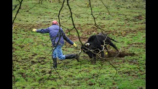 Trabalho de Campo CAJAF - Desparasitação dos Toiros Puros para 2019. Field Work, deworming of bulls