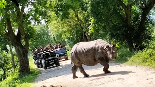 Kaziranga National park  Safari Time.