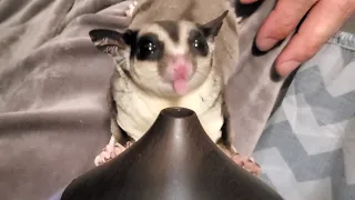 #27 初めての加湿器に興味津々なフクロモモンガのもも助　Sugar glider curious about his first humidifier