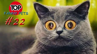 5 МИНУТ СМЕХА/ПРИКОЛЫ 2019/ТОП СМЕШНЫХ ВИДЕО С КОТАМИ/Смешные животные/Смешные кошки/TOP FUNNY PETS