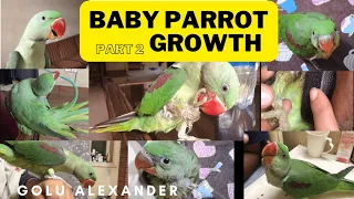 Male Alexandrine Parrot Growth Stages||Parrot baby to Adult growth #parrotgrowthdaybyday #babyparrot