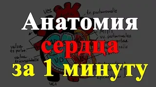 Anatomy of the heart in 1 minute!!!