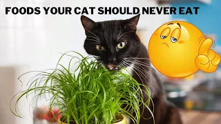 Dangerous Foods Your Cat Should Never Eat || Veterinary Channel