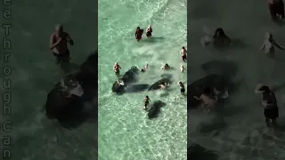 People harassing #manatees at the #beach near St Pete, #florida. #nature #animals #wildlife #ocean