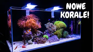 NANO REEF TANK WITHOUT PROTEIN SKIMMER. NEW LIFE !