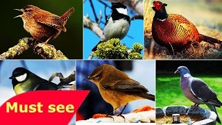 National Geographic Documentary  Bird and Multi Species   Discovery Channel Animals HD 720p