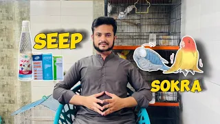 Seep/Sokra ka ilaj | lovebirds sokra