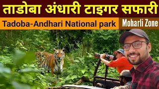 Tadoba National park | Wildlife Safari | Moharli Zone | Tadoba Tiger Reserve | Tadoba Jungle Safari