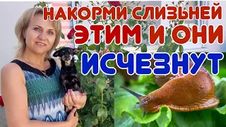 Как бороться со слизнями на огороде @galabum