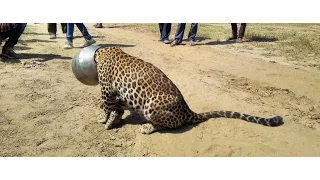 Leopard's head stuck